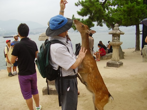 15.Miyajima_deer_attacks.JPG